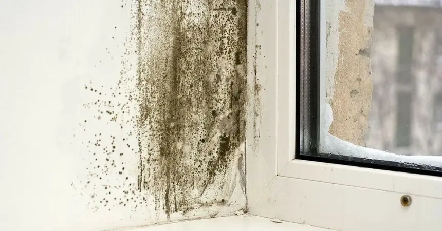 Damp and mould claim